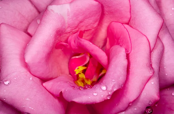 Rosa rosa mojada —  Fotos de Stock