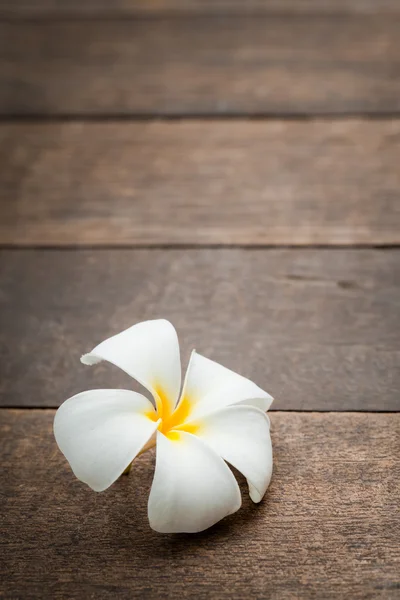 stock image White flower