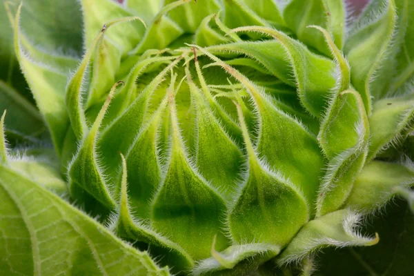 Yeşil çiçeği ayçiçeği — Stok fotoğraf