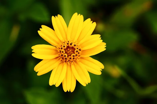 stock image Yellow Cosmos