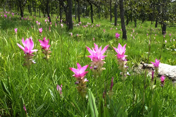 Dziki fioletowy kwiat — Zdjęcie stockowe