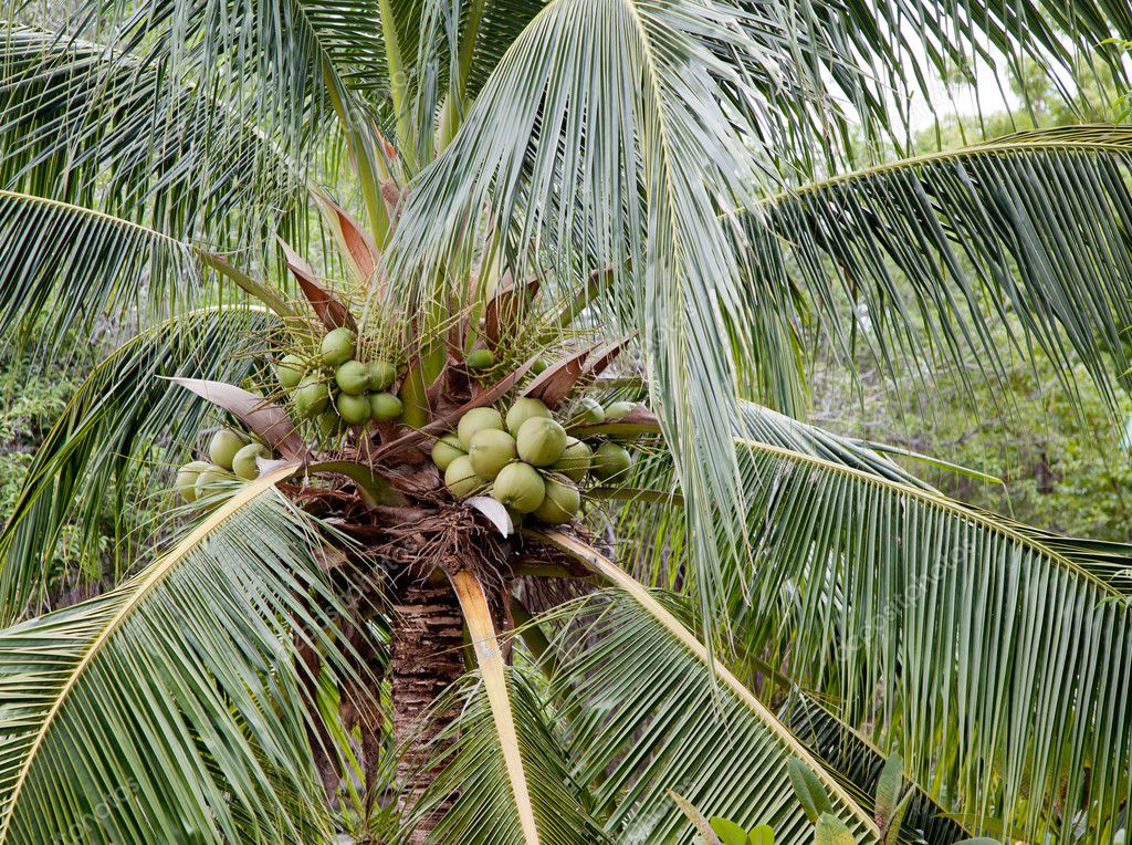 Green coconut tree — Stock Photo © koratmember #7098149