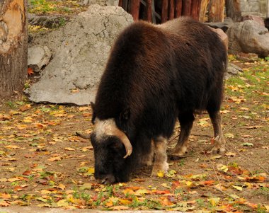 Muskox