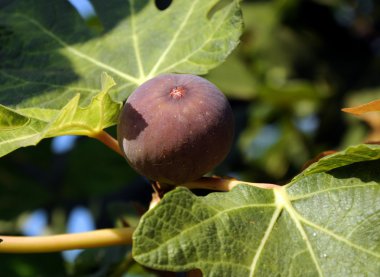 Figs on a tree clipart