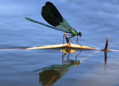 Dragonfly sailing in a stick clipart