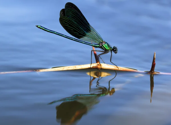 bir sopa yelken yusufçuk