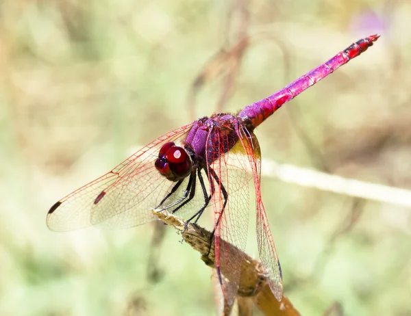 Um close-up de uma libélula vermelha — Fotografia de Stock