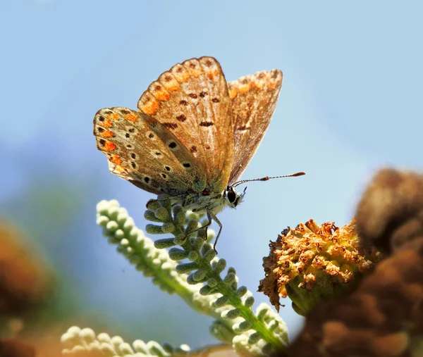 bir portre, bir kelebek çiçek ve mavi gökyüzü