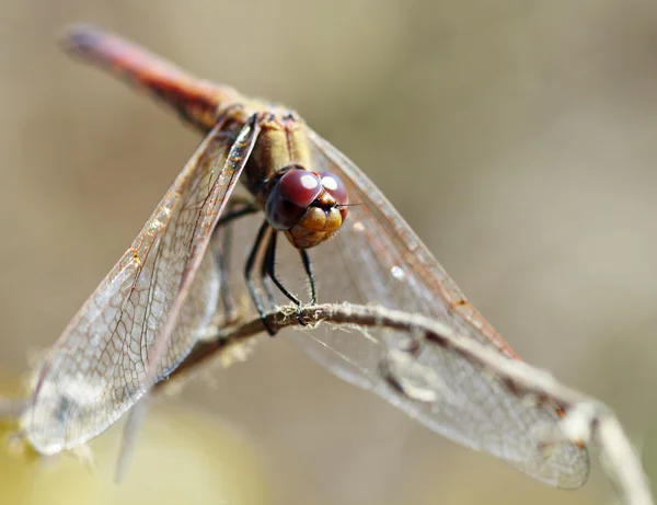 A closeup of a dragonfly — Stock Photo, Image