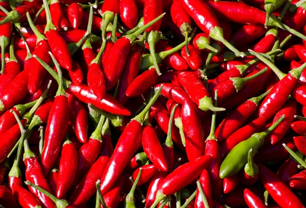 stock image Red chili peppers