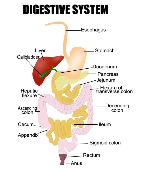 Sistema digestivo — Vector de stock