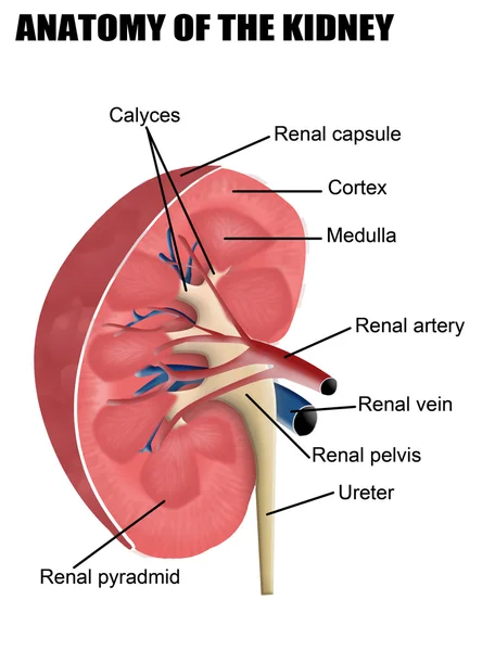 Anatomie van de nier — Stockvector