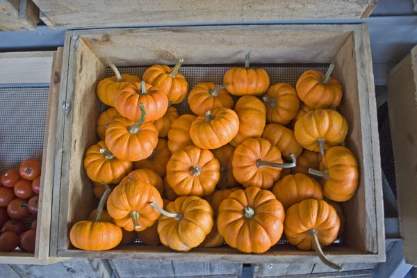 Small orange pumpkins mini jacks — Stock Photo, Image
