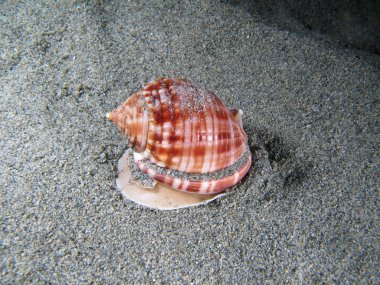 Living Shell underwater clipart