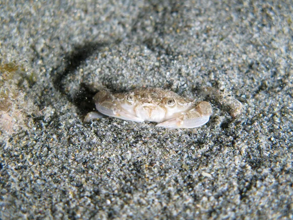 Caranguejo debaixo da areia — Fotografia de Stock