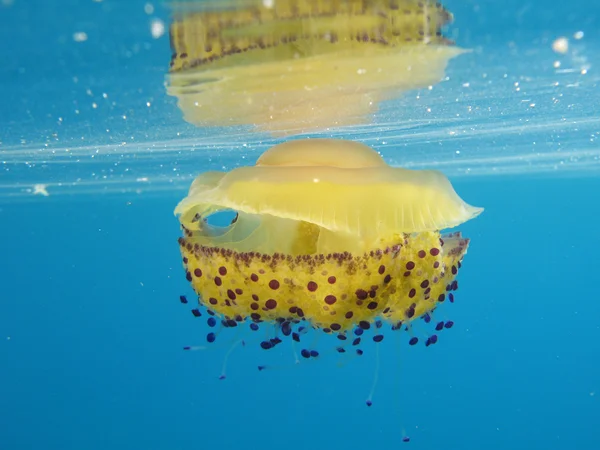 Cassiopea медузи — стокове фото