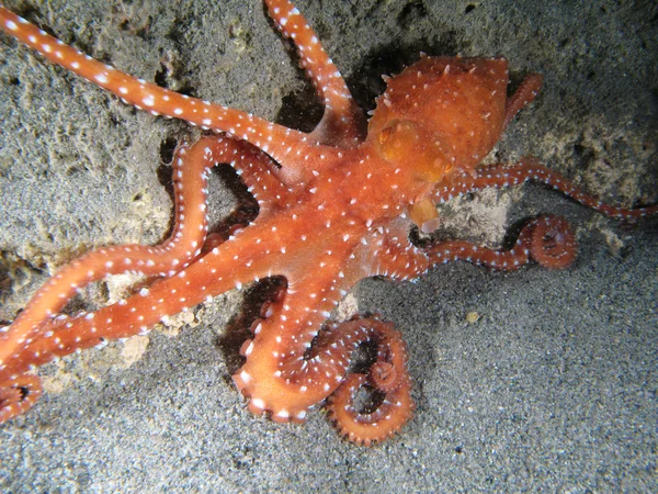 Octopus Macropus — Stock fotografie