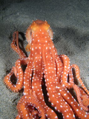 Octopus Macropus clipart