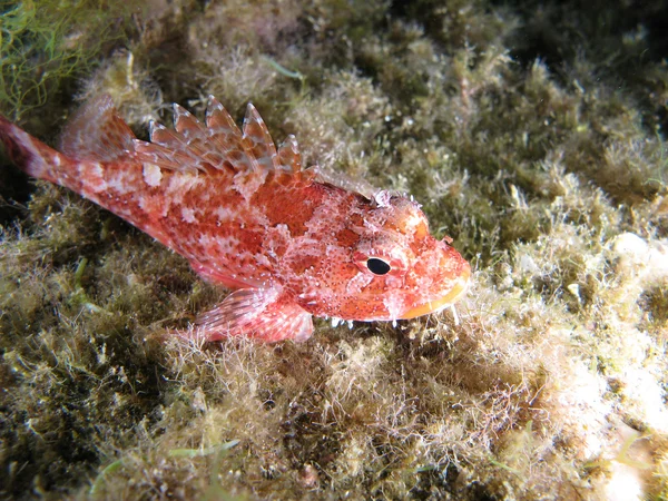 Scorpion Fish — Stock Photo, Image