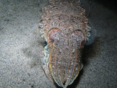 Cuttlefish clipart