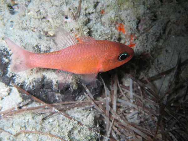 Красная рыба — стоковое фото