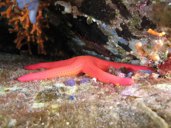 Piros csillag-víz alatti — Stock Fotó