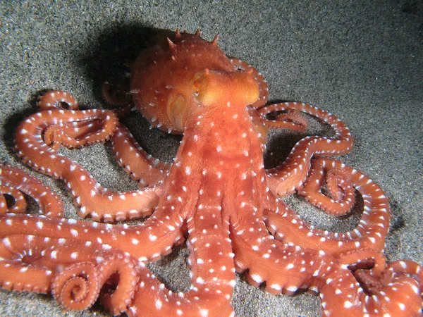 Octopus Macropus — Stock Photo, Image