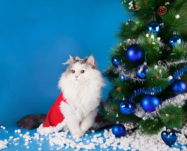 猫と新年 — ストック写真