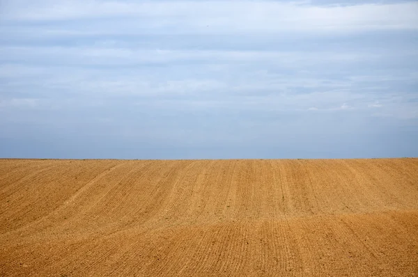 トウモロコシ畑 — ストック写真