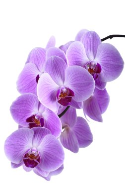 güzel mor orkide