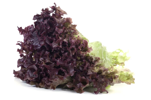 Fresh lettuce — Stock Photo, Image