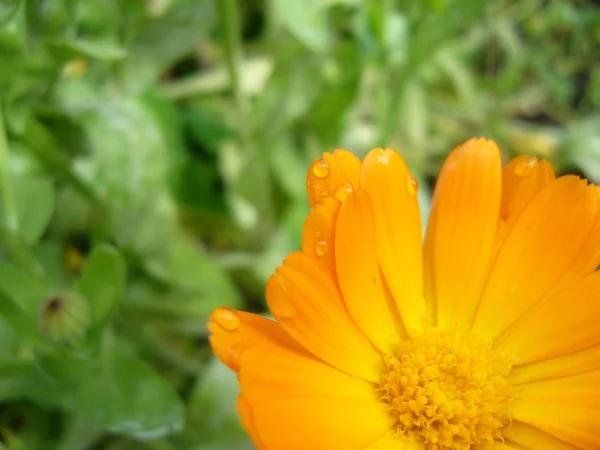 Flor de caléndula naranja — Foto de Stock