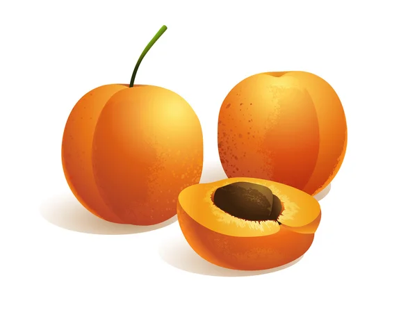 Aprikosenfrucht — Stockvektor