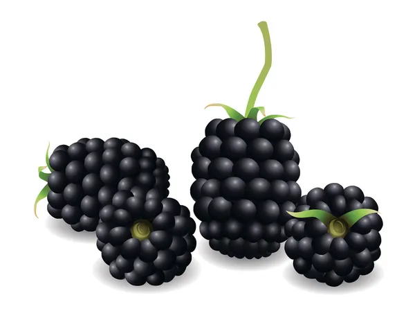ブラックベリーの果実 — ストックベクタ