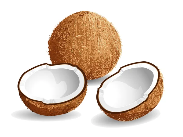 Noci di cocco — Vettoriale Stock