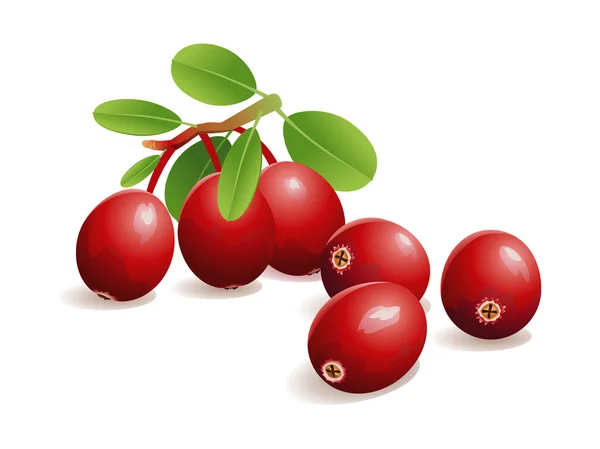 Cranberry Fruit — Stock Vector