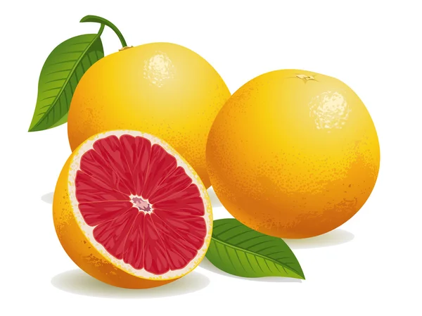 Růžový grapefruit — Stockový vektor