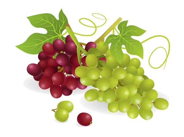 Fruits du raisin — Image vectorielle