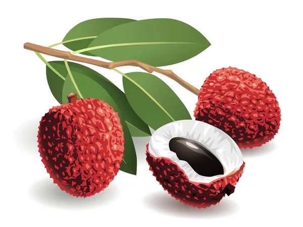Litchi fruits — Image vectorielle