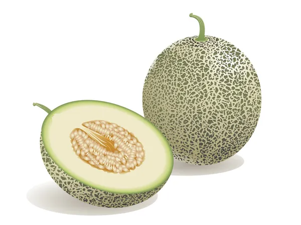 Melon Fruit Stock Illustration