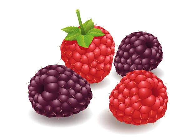 Raspberry, Buah Hindberry - Stok Vektor