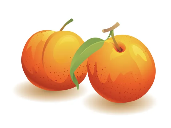 Peach Fruit Stock Vector
