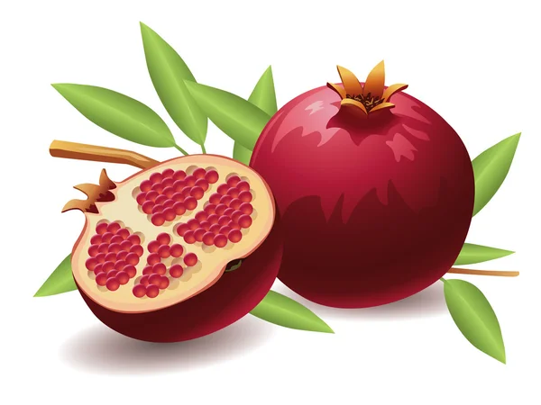 Pomegranate Stock Vector