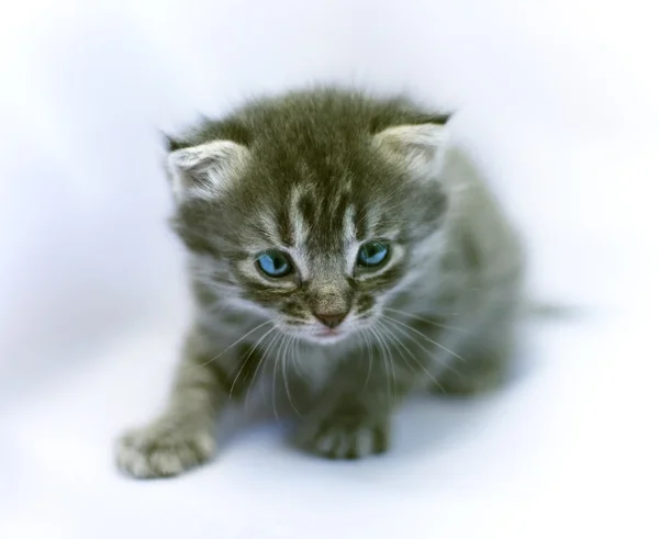 stock image Little kitten