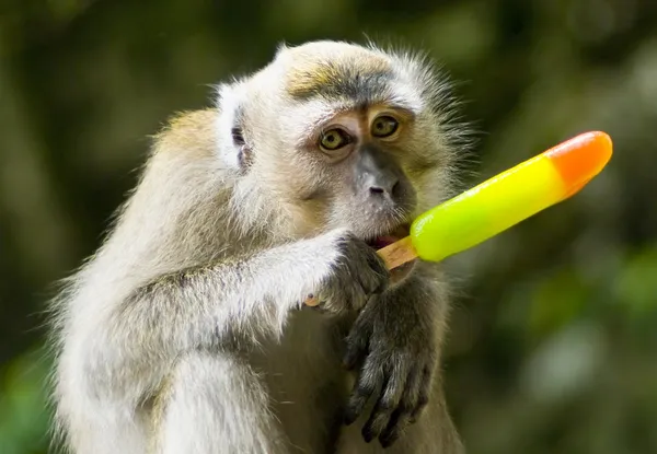 Macaco Sagui comendo banana Stock Photo