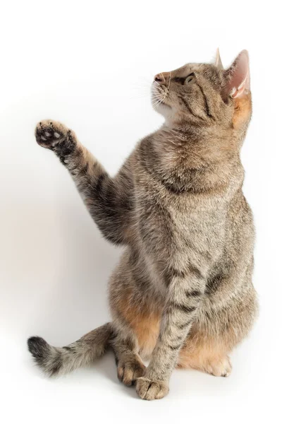 Cat trying to catch smth — Stock Photo, Image