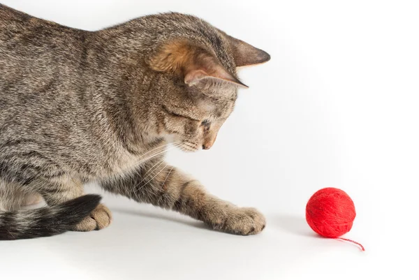 Playful cat with clew — Stock Photo, Image