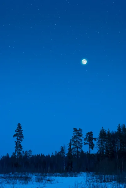 stock image Winter forest at night