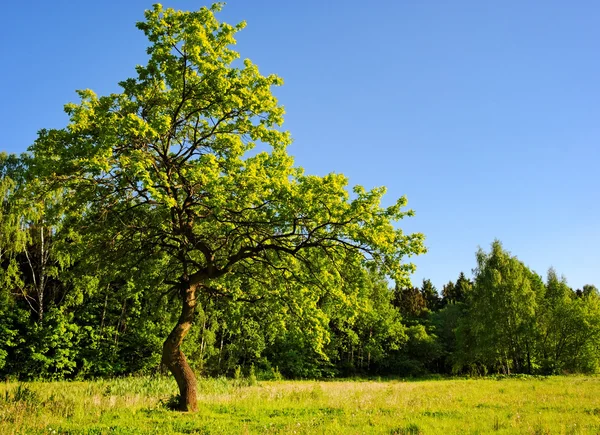 stock image Young oak tree in meadow