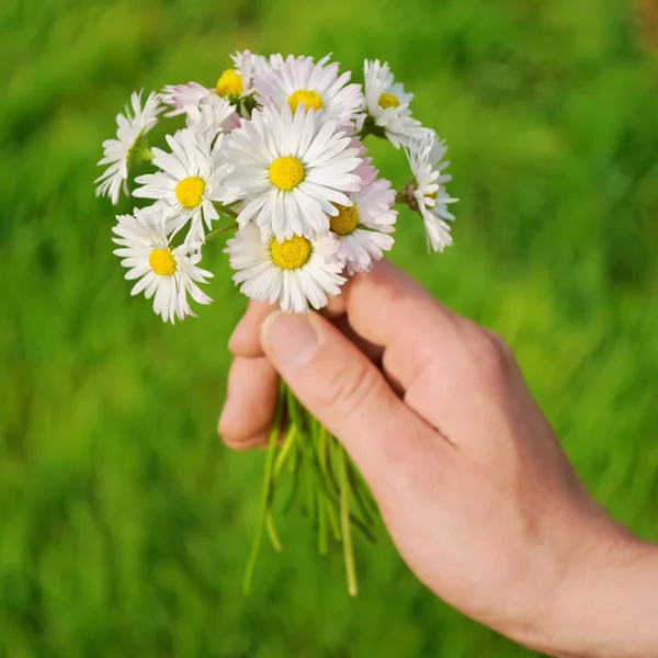 Stock image Bouquet of daisy flowers